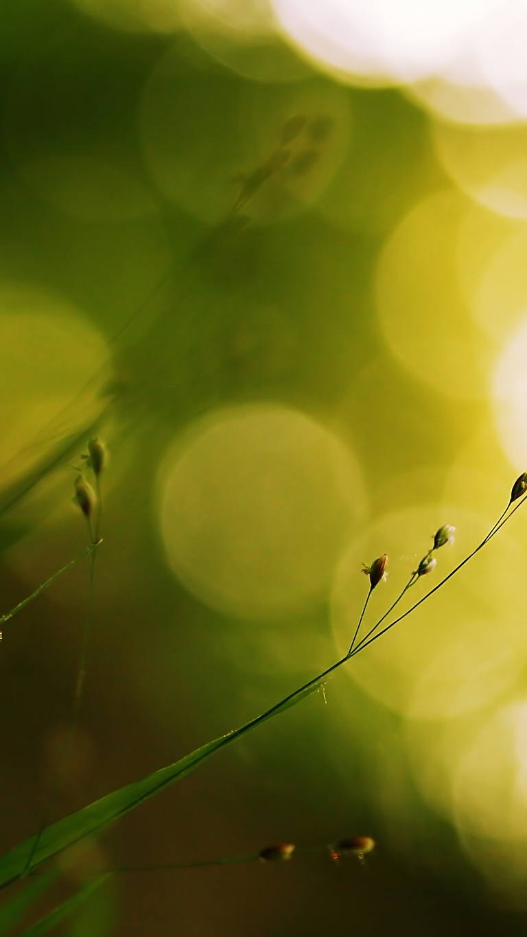 Image: Grass, plant, bokeh, flare, light