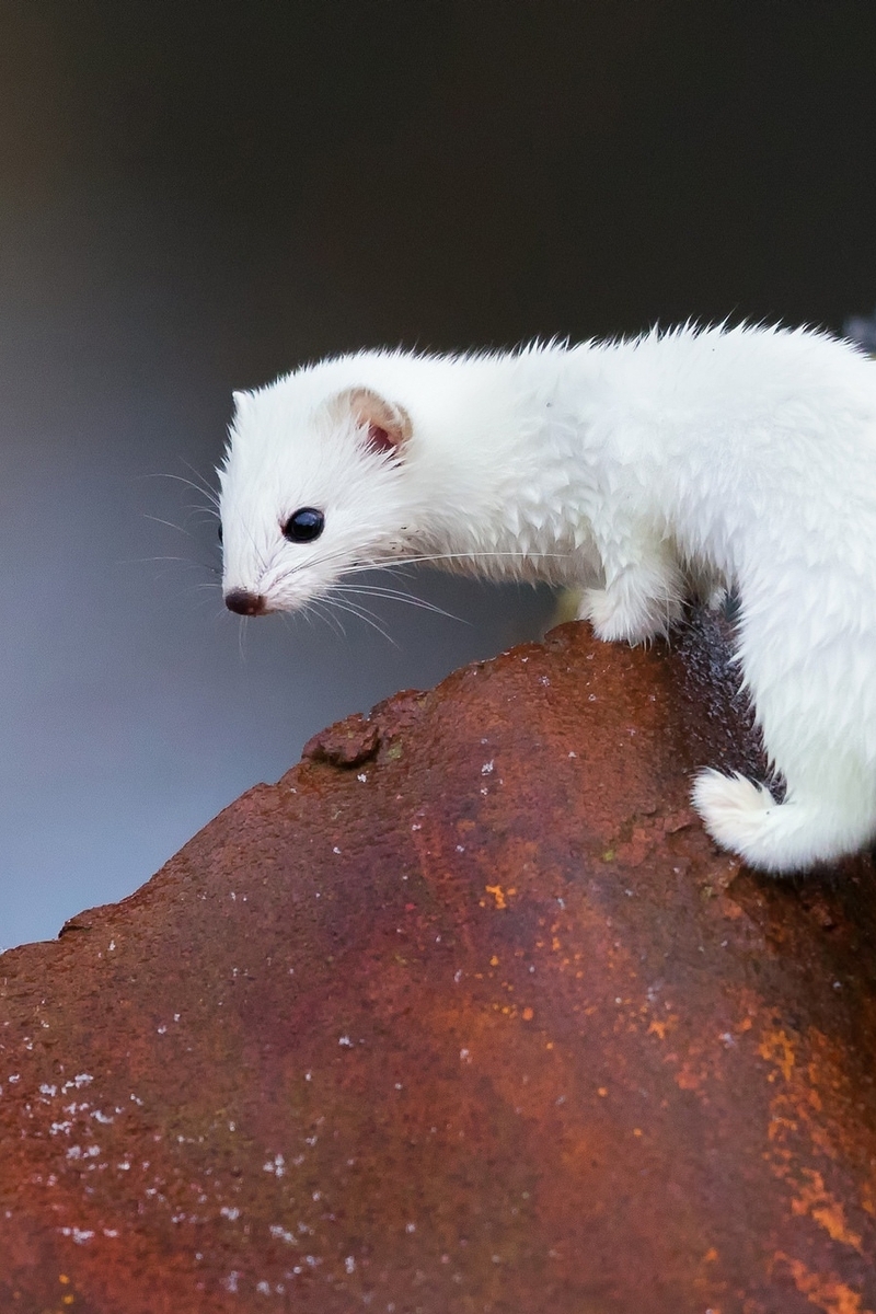 Image: Animal, weasel, muzzle, white
