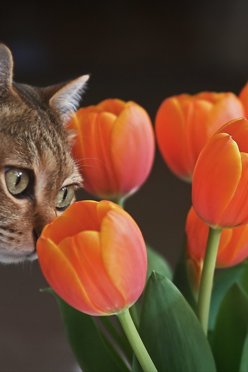 Картинка: Кошка, морда, нюхает, тюльпаны, букет, цветы