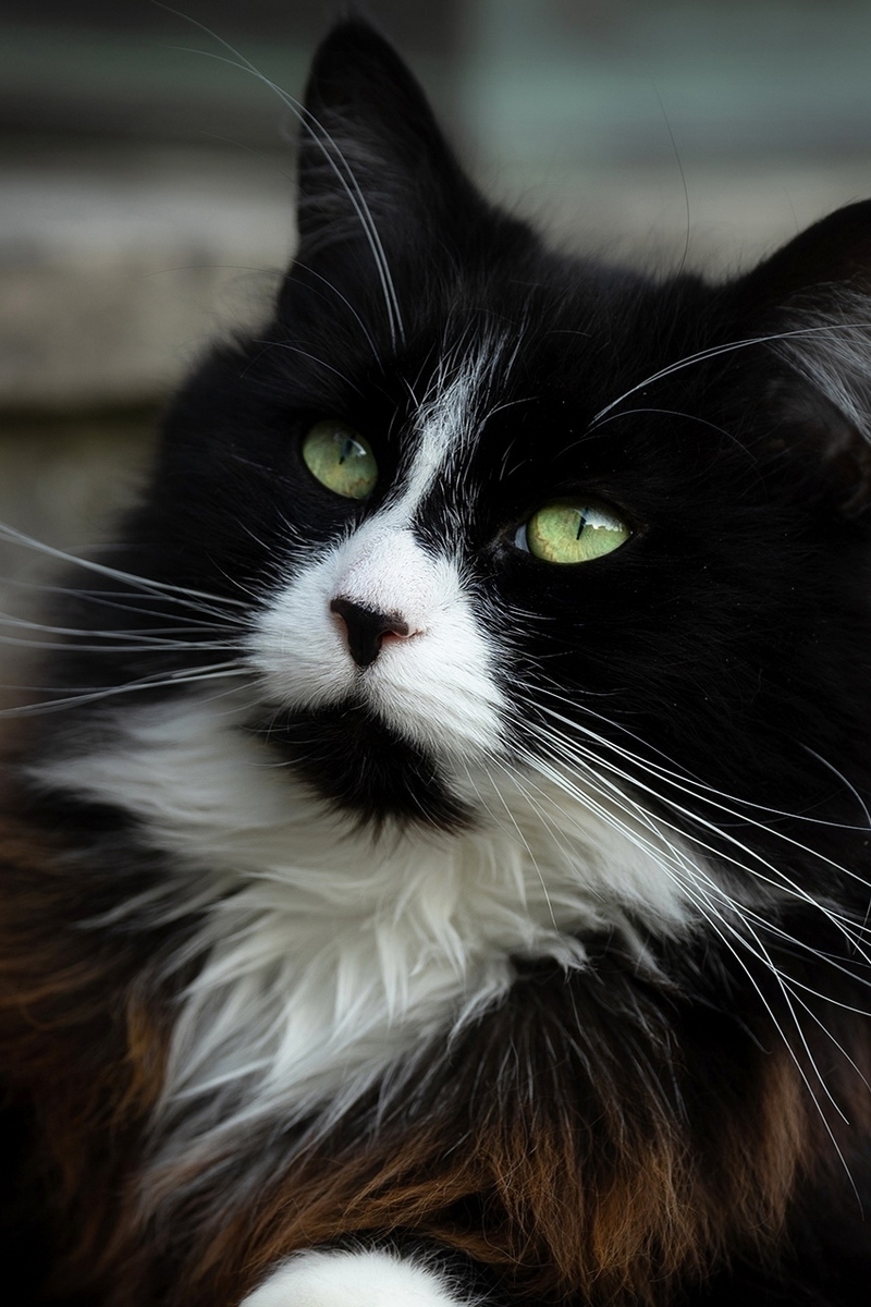 Картинка: Кошка, морда, глаза, длинношёрстная, чёрная, белая
