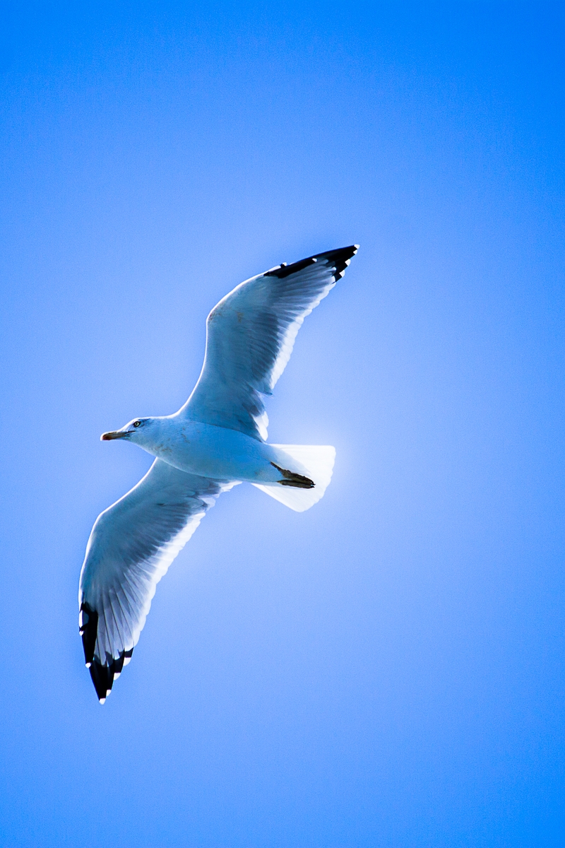 Картинка: Чайка, птица, парит, летит, небо, голубое, чистое