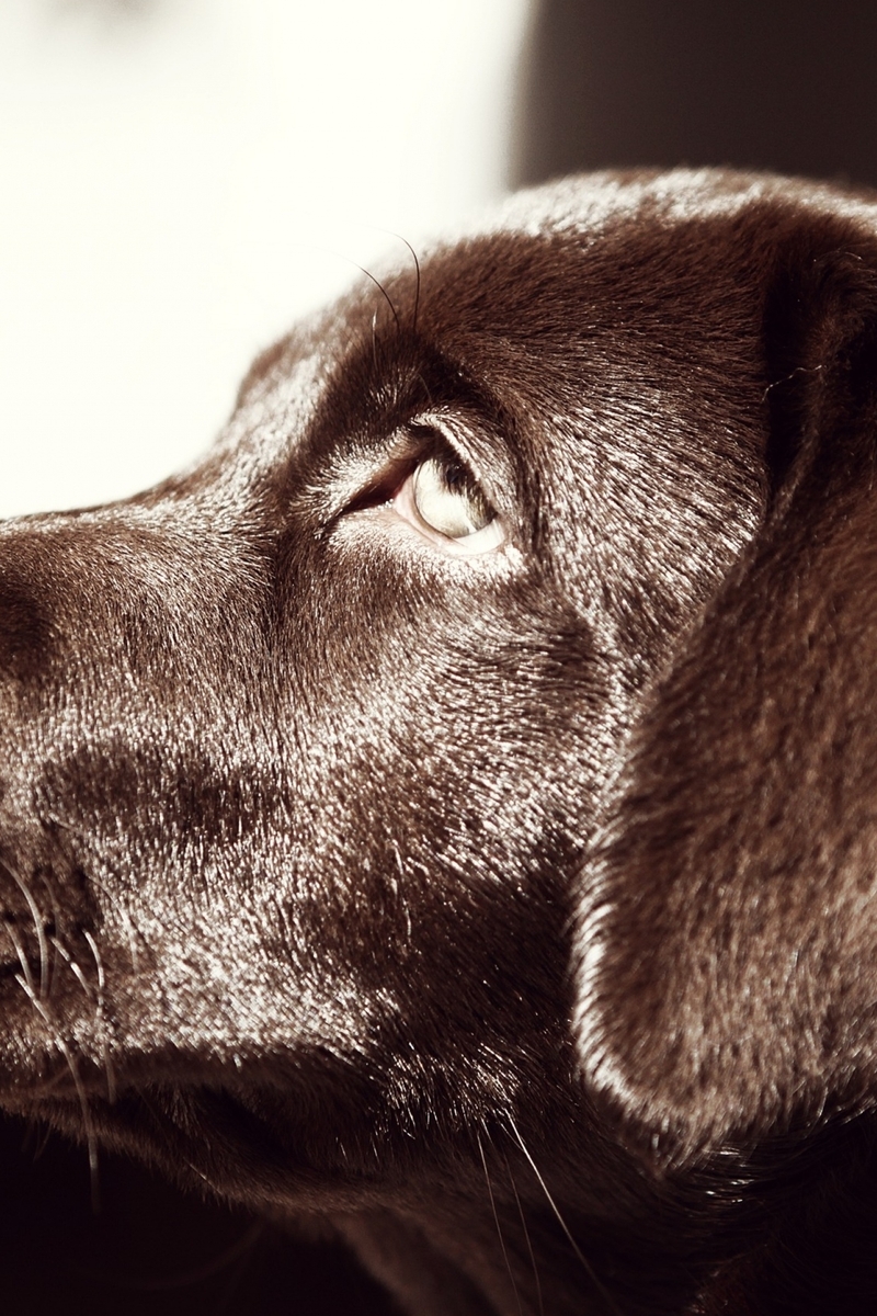 Картинка: Лабрадор, собака, пёс, нос, глаз, уши, морда, профиль, шоколадный окрас