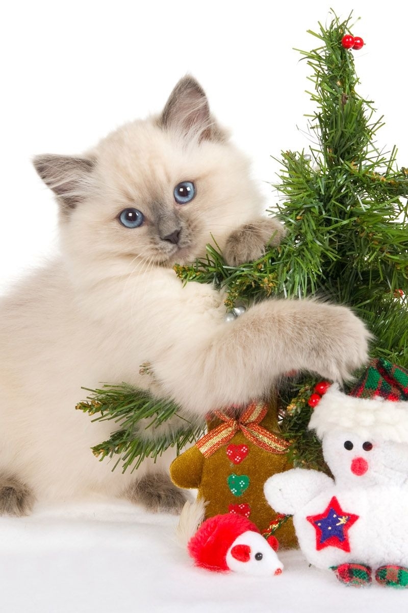Картинка: Котёнок, голубые глаза, взгляд, лапы, шерсть, ёлочка, иголки, игрушки, снеговик, белый фон