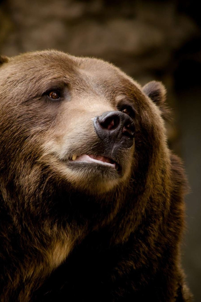 Image: Bear, predator, big, large, muzzle, nose, eyes, hair, danger
