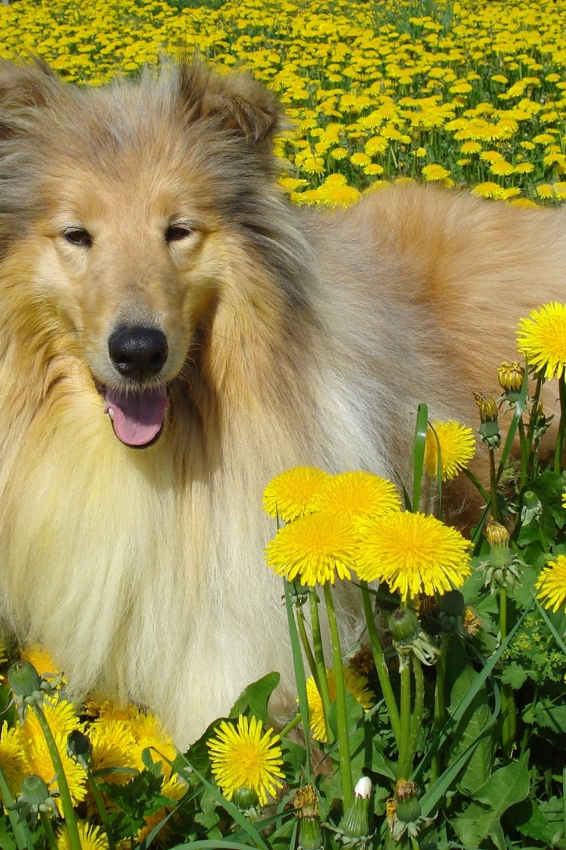 Картинка: Колли, собака, шерсть, одуванчики, трава, лето