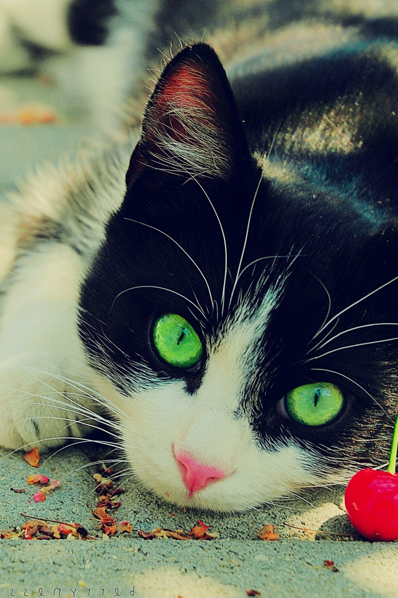 Картинка: Кошка, взгляд, зелёные глаза, нос, усы, шерсть, вишенка