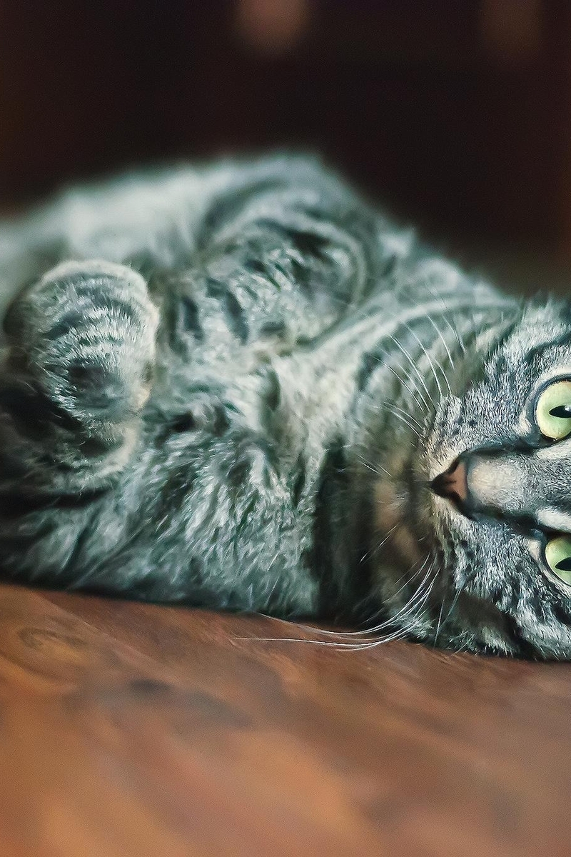 Image: Cat, gray, lies, muzzle, whiskers, paws, parquet, floor