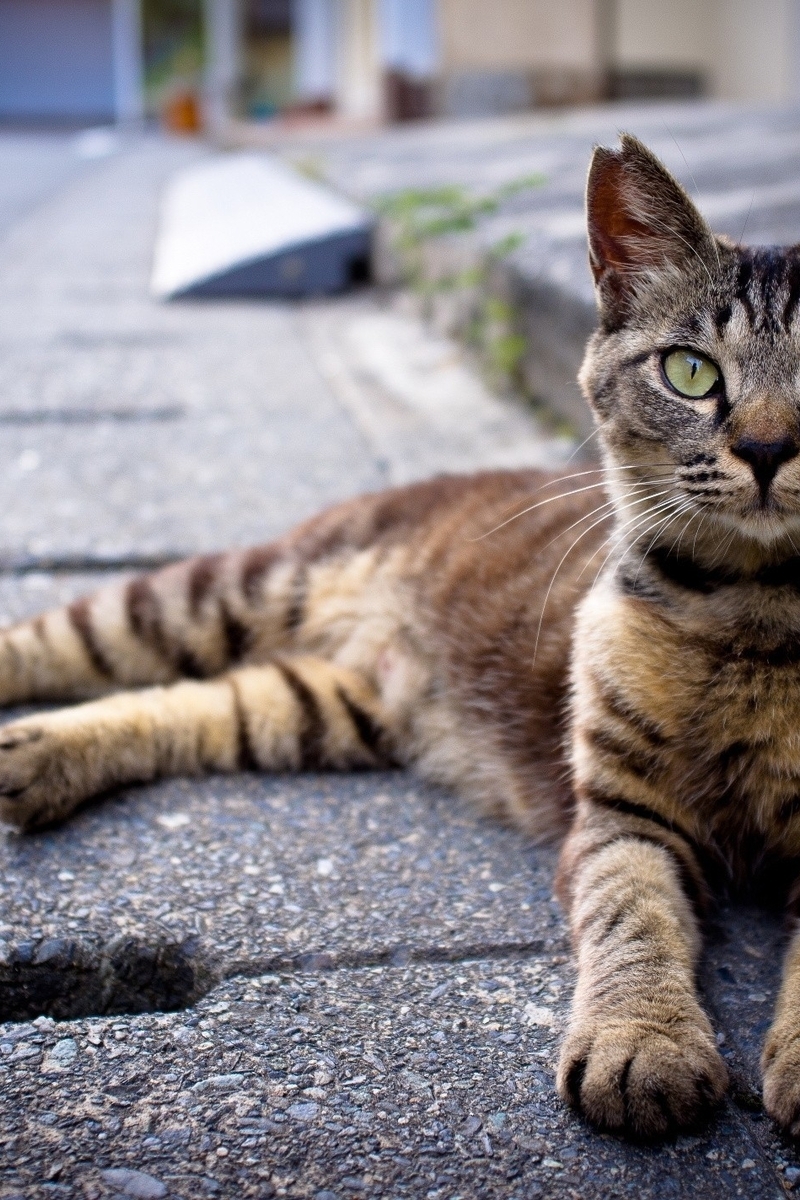 Картинка: Кот, морда, глаза, полосы, дорога, тротуар, лежит, трава