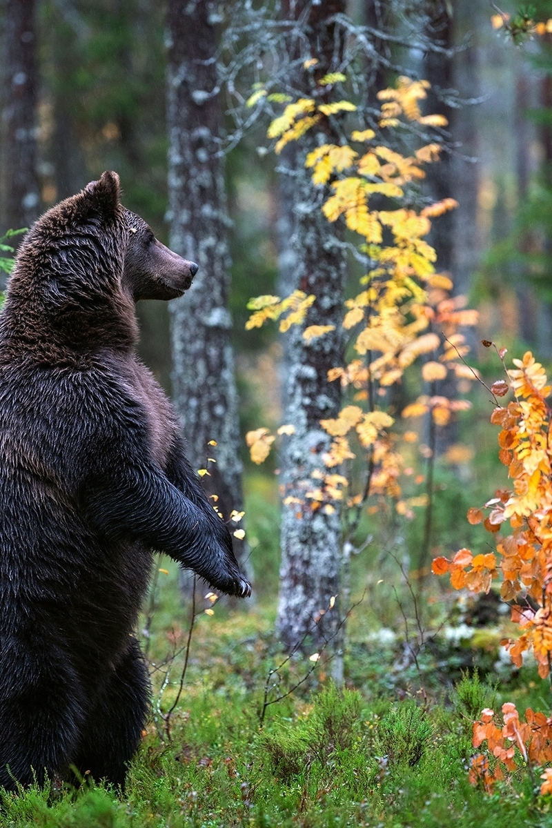 Картинка: Лес, листва, трава, природа, медведь, бурый, хищник, дикий, стойка, осень, лапы