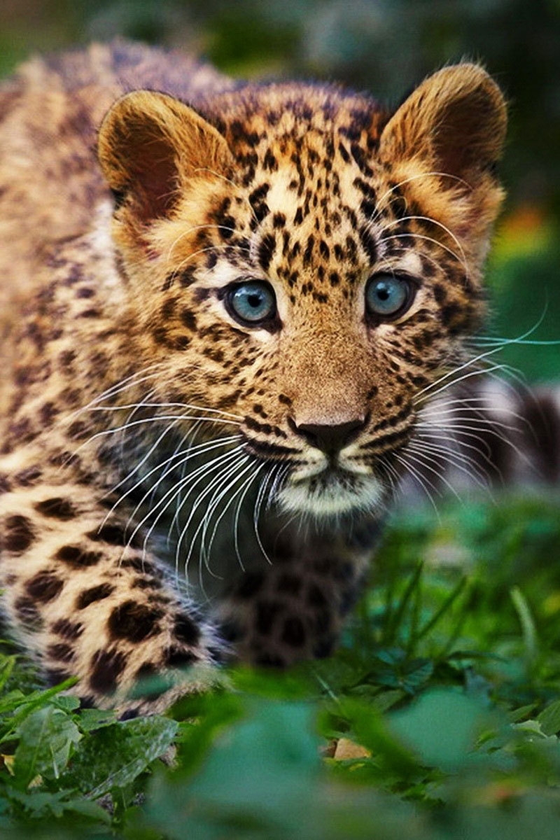 Image: Leopard, cub, spot, predator, muzzle, grass