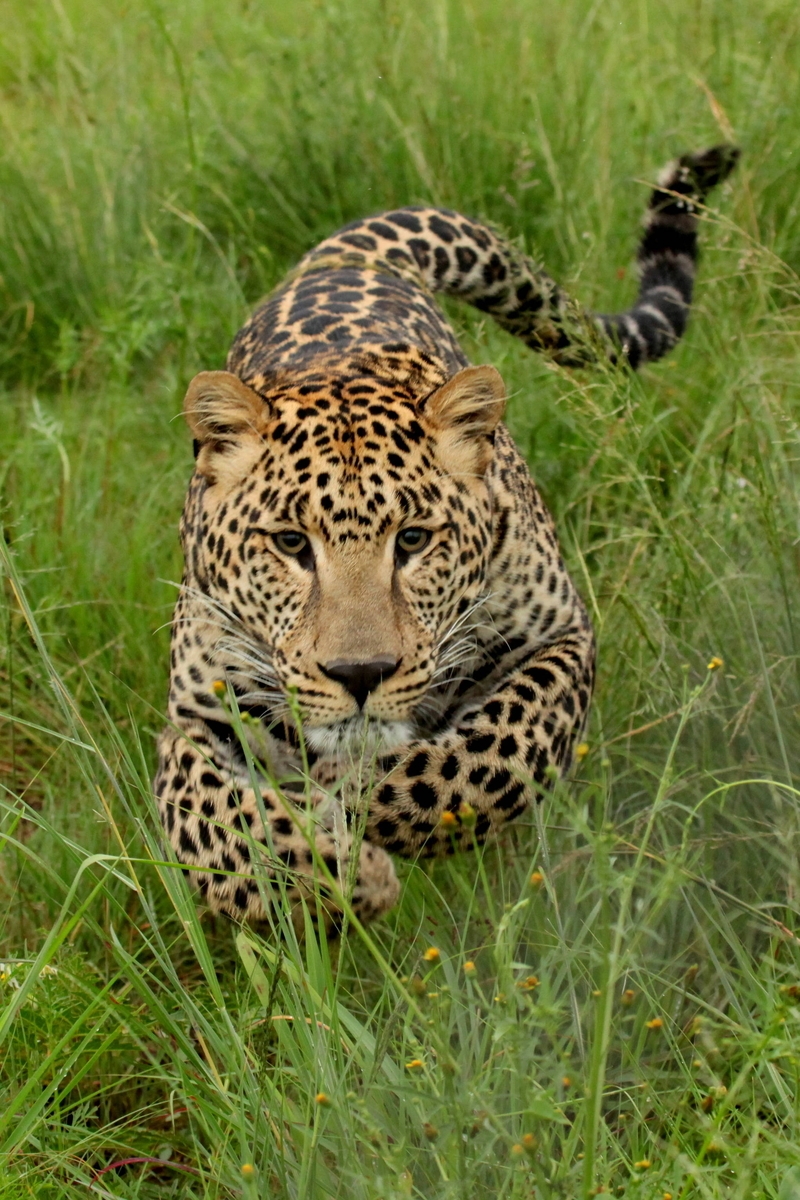 Картинка: Леопард, бежит, нападение, трава, пятнистый, кошка, хищник