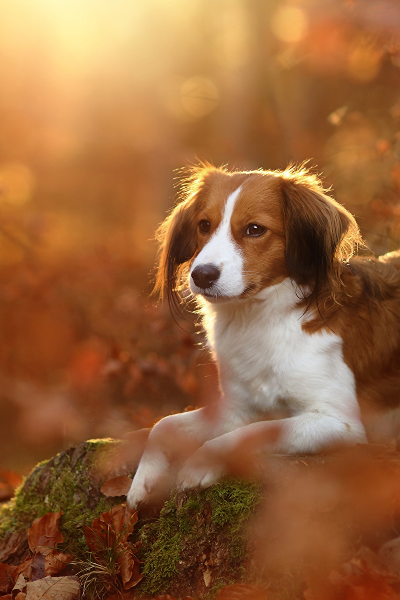 Картинка: Собака, пёс, лежит, лес, осень, холм, мох, листья