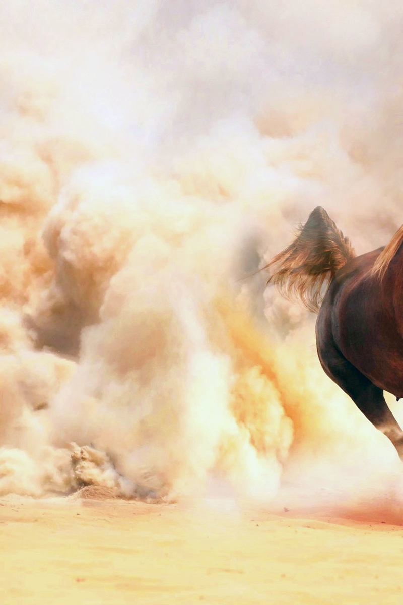 Картинка: Лошадь, скачет, пыль, песок
