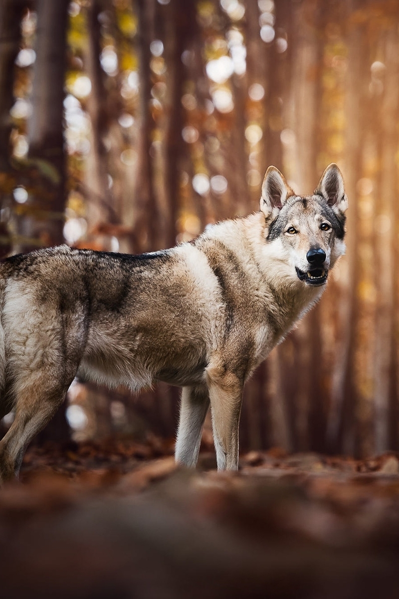 Image: Wolf, looking, forest, trees