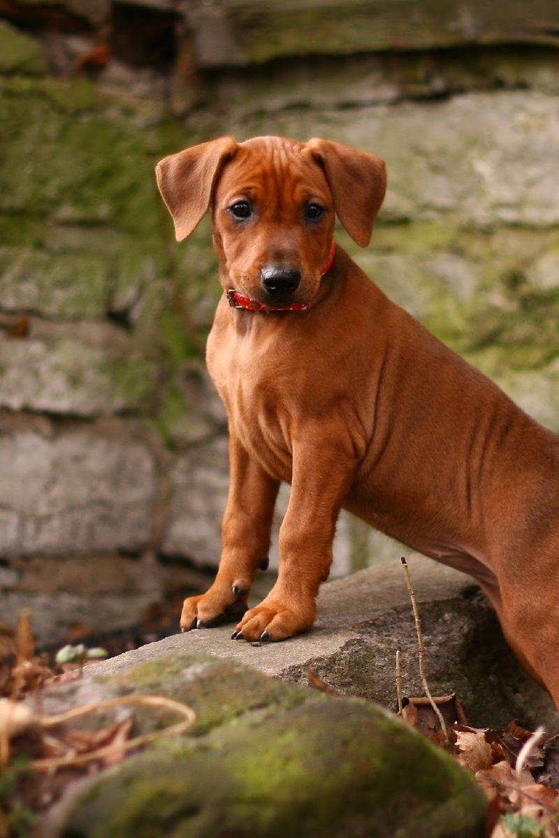 Картинка: Собака, немецкий пинчер, порода, стоит, кирпичи, стена
