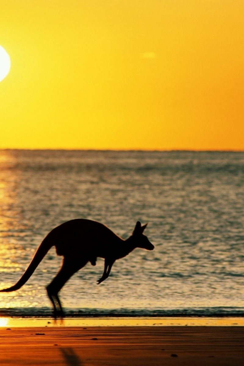 Картинка: Море, пляж, берег, кенгуру, скачет, солнце, закат