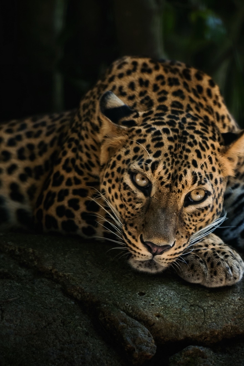 Image: Cat, leopard, lying, rocks, rests, sight