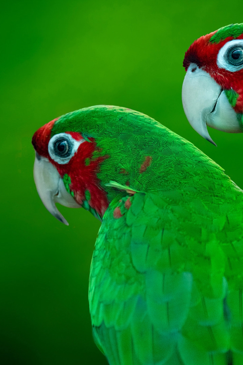 Image: Parrots, pair, green, ruddy