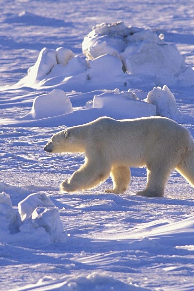 Картинка: Белый медведь, идёт, пустыня, солнечный день, снег, зима