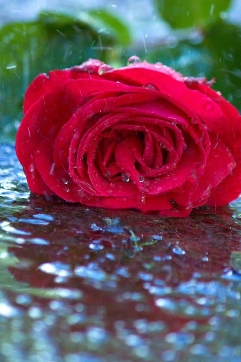 Картинка: Цветок, роза, красная, лежит, листья, вода, дождь, капли