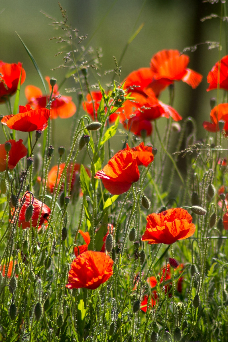 Image: Poppy, flowers, grass, sunlight, summer