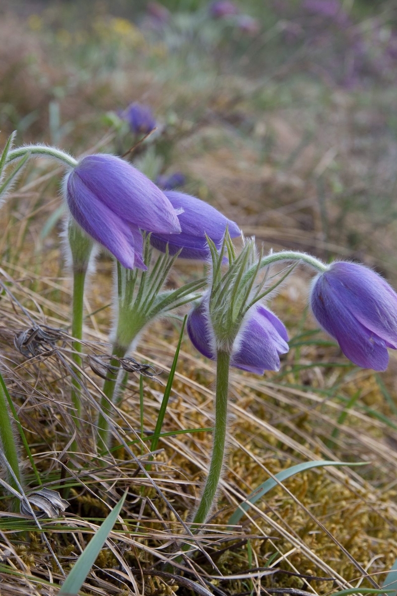 Image: Sleep-grass, Pasque-flower, Anemone opened, Pasque-flower opened, flowers, stems, grass, moss