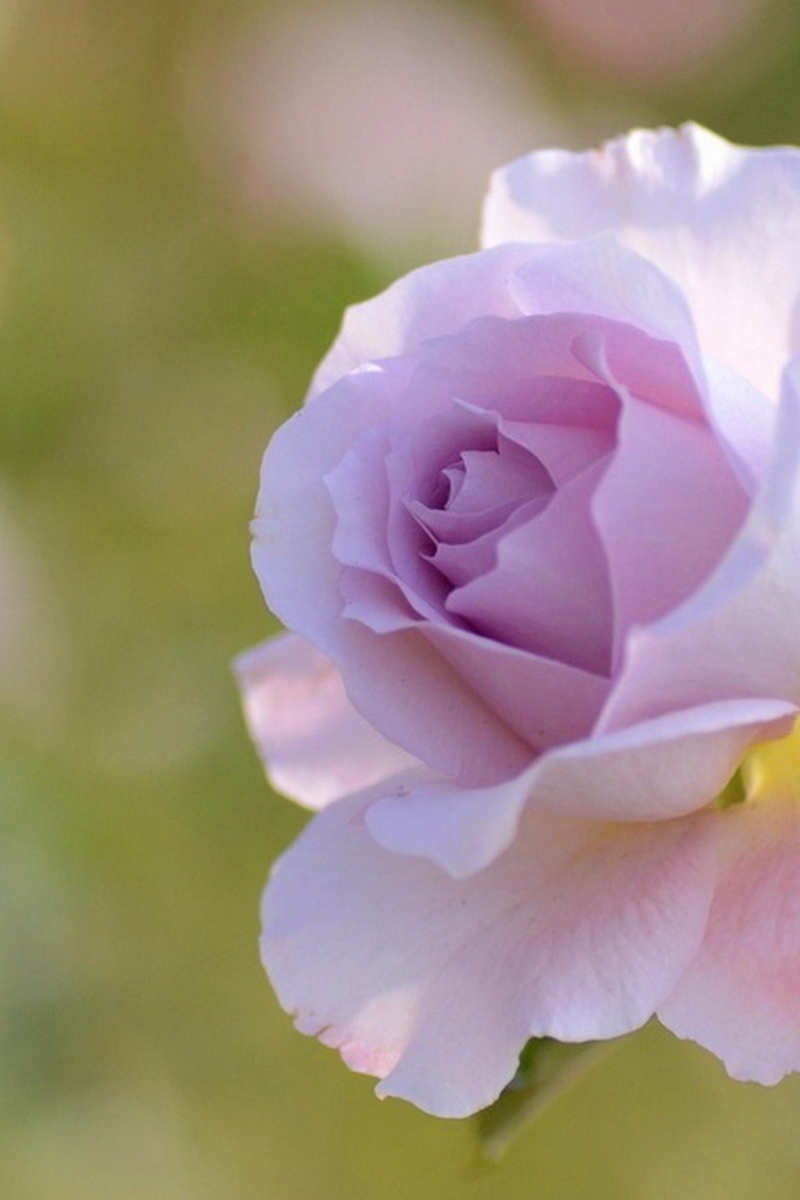 Image: Rose, flower, petals, delicate color