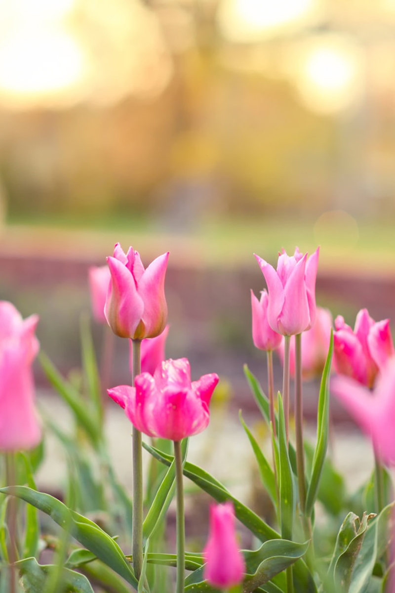 Картинка: Тюльпаны, цветы, розовые, клумба