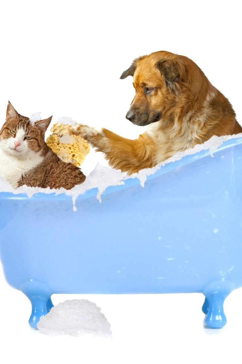 Image: Animals, dog, cat, bath, wash, white background