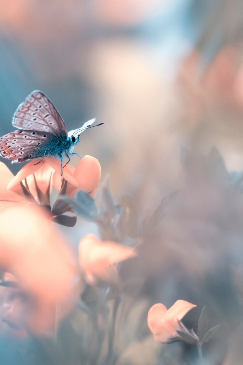 Картинка: Бабочка, крылья, сидит, цветок, размытый фон