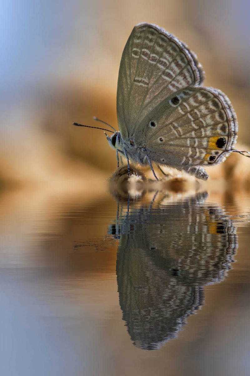 Image: Butterfly, water, sitting, reflection, blur