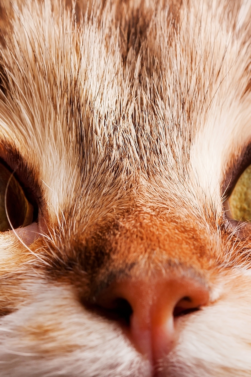 Image: Eyes, nose, hair, hairs, eyes, macro, cat, curiosity