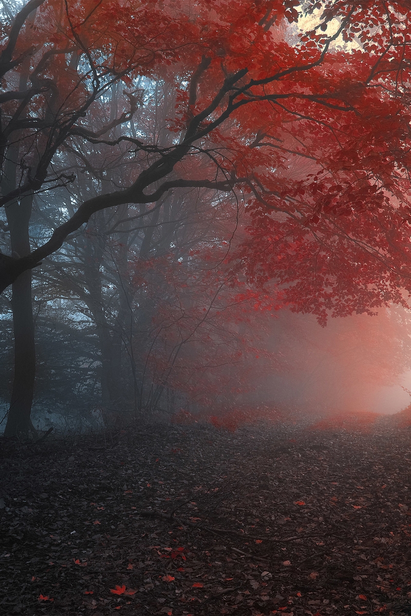 Картинка: Деревья, лес, туман, дорожка, красные листья