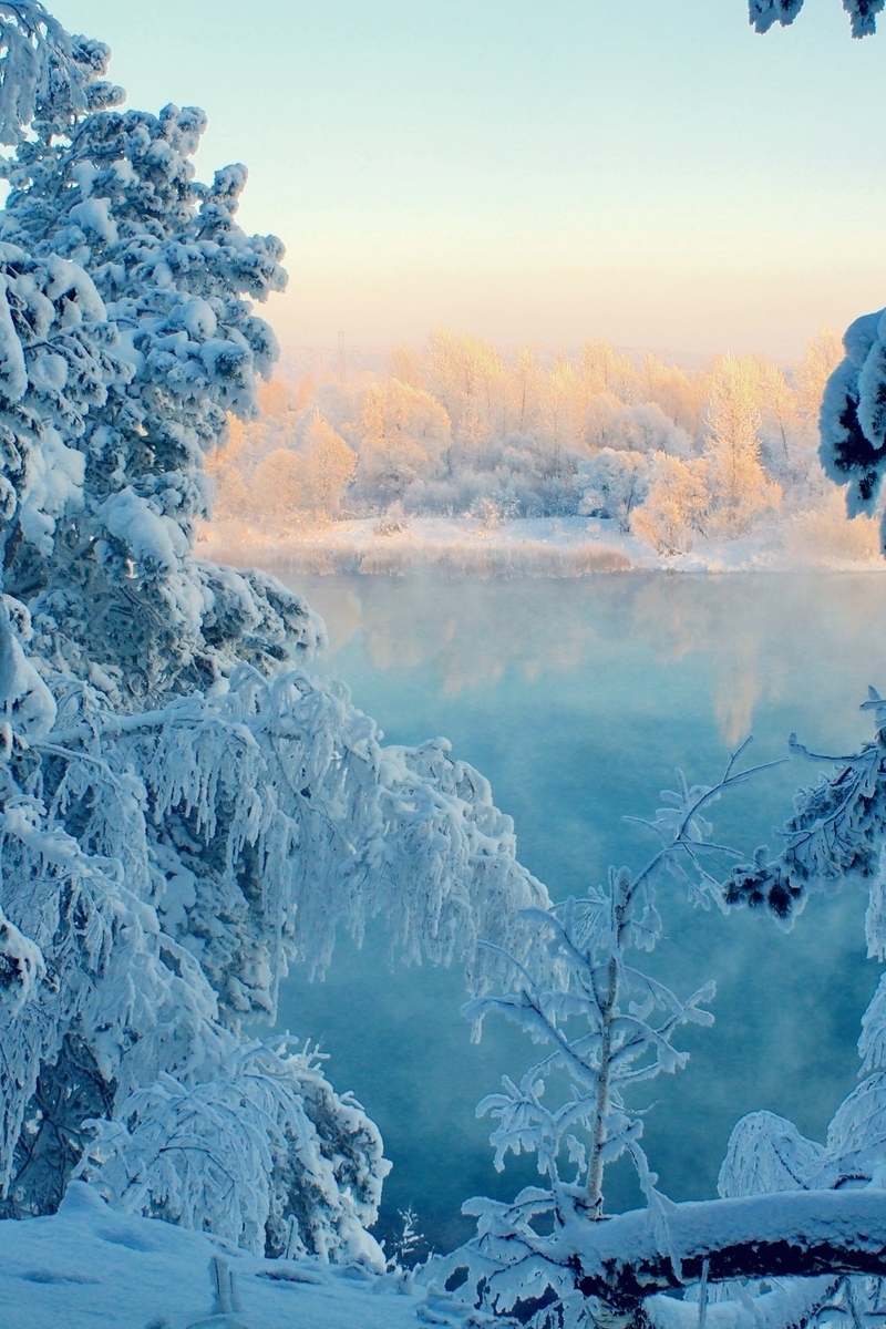 Image: winter, snow, trees