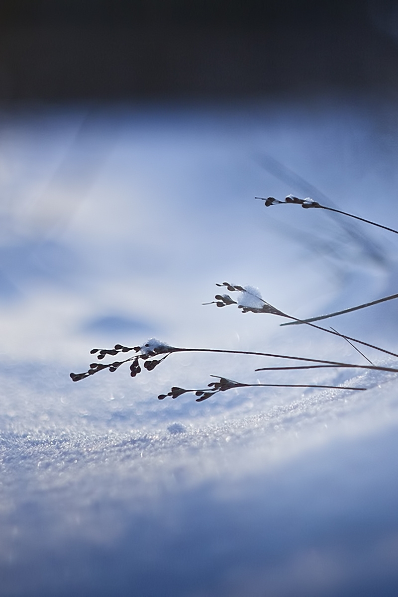 Картинка: Травинка, снег, сугроб, зима, тень