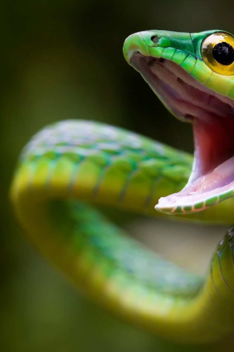 Картинка: Змея, глаз, пасть, зелёная, чешуя, рептилия