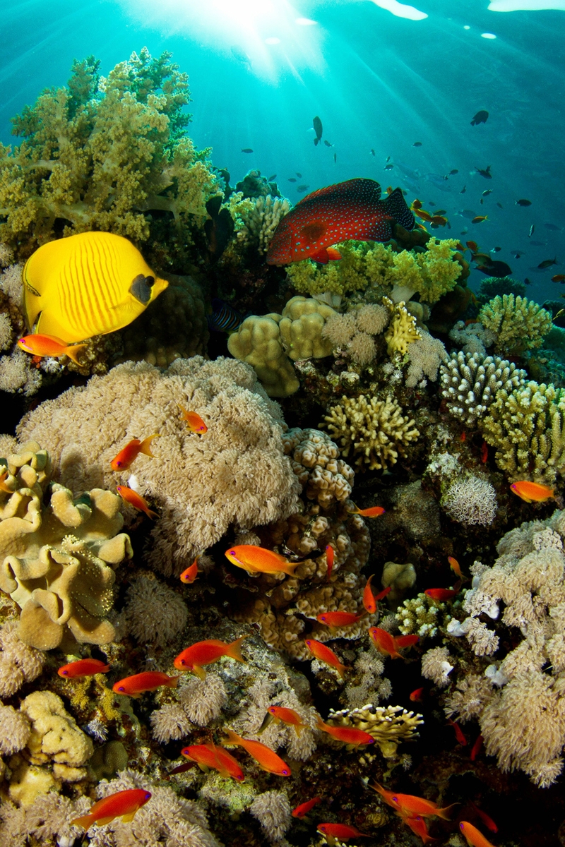 Картинка: Под водой, рыбы, кораллы, риф, поверхность, лучи