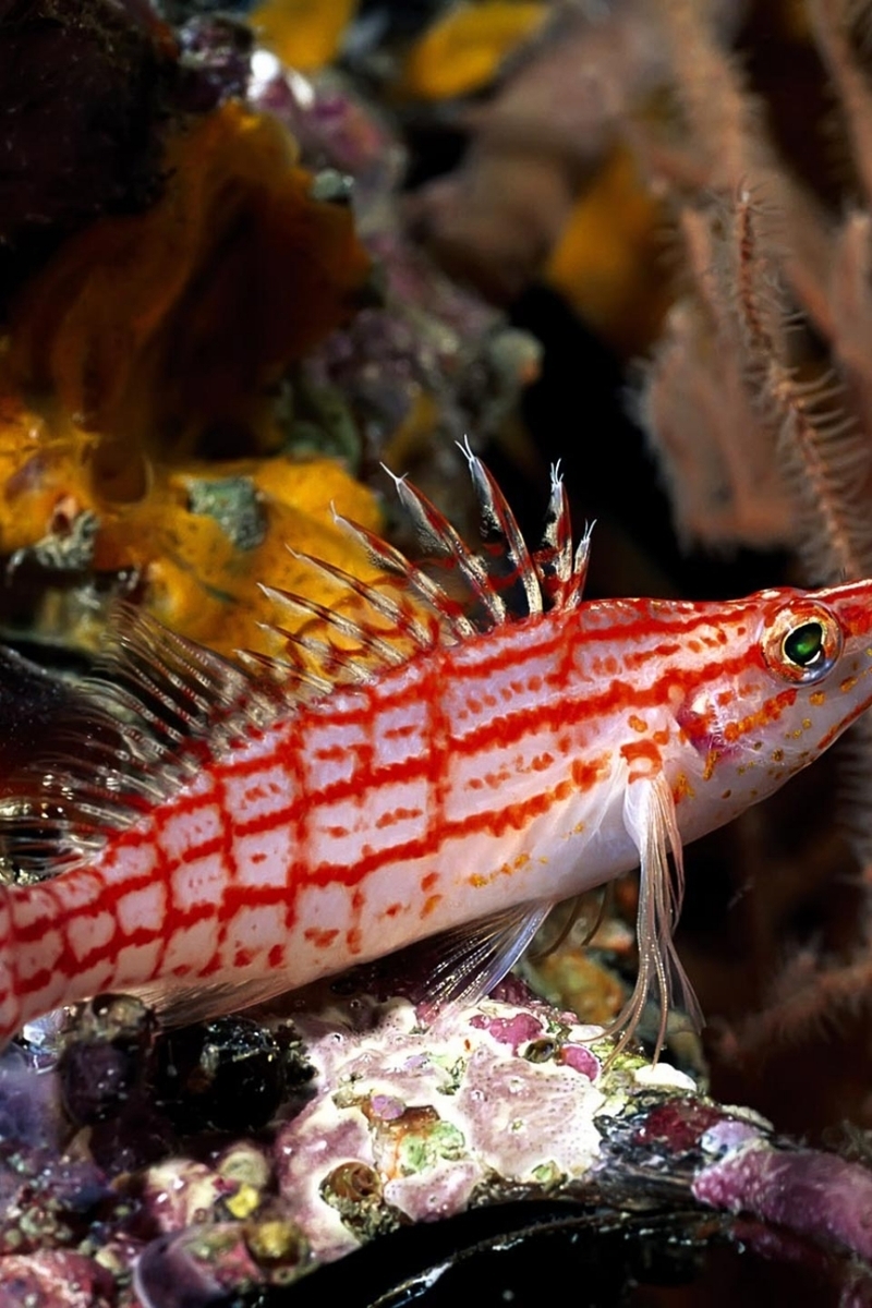 Image: Fish, sharp nose, fins, eyes, stripes, coral, seaweed