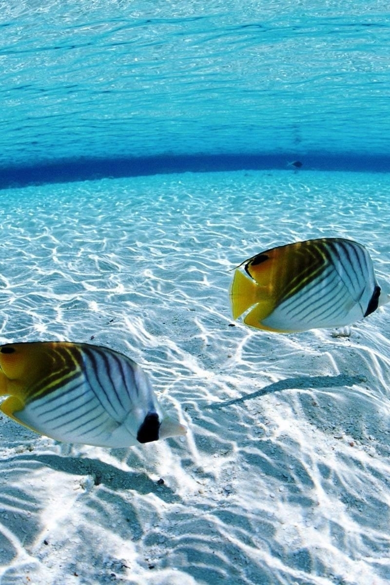 Image: Water, sea, fish, bottom, glare