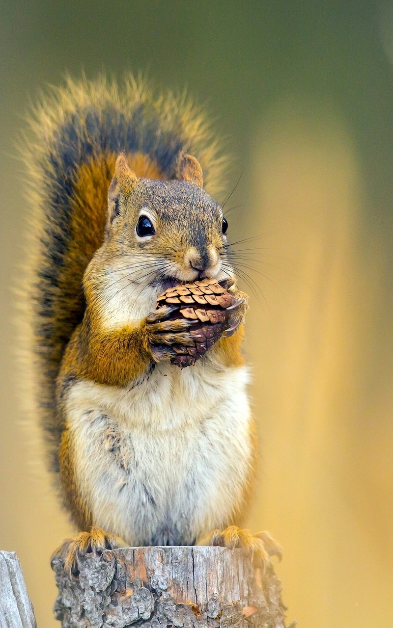 Image: Squirrel, hemp, sitting, shot, keeps biting