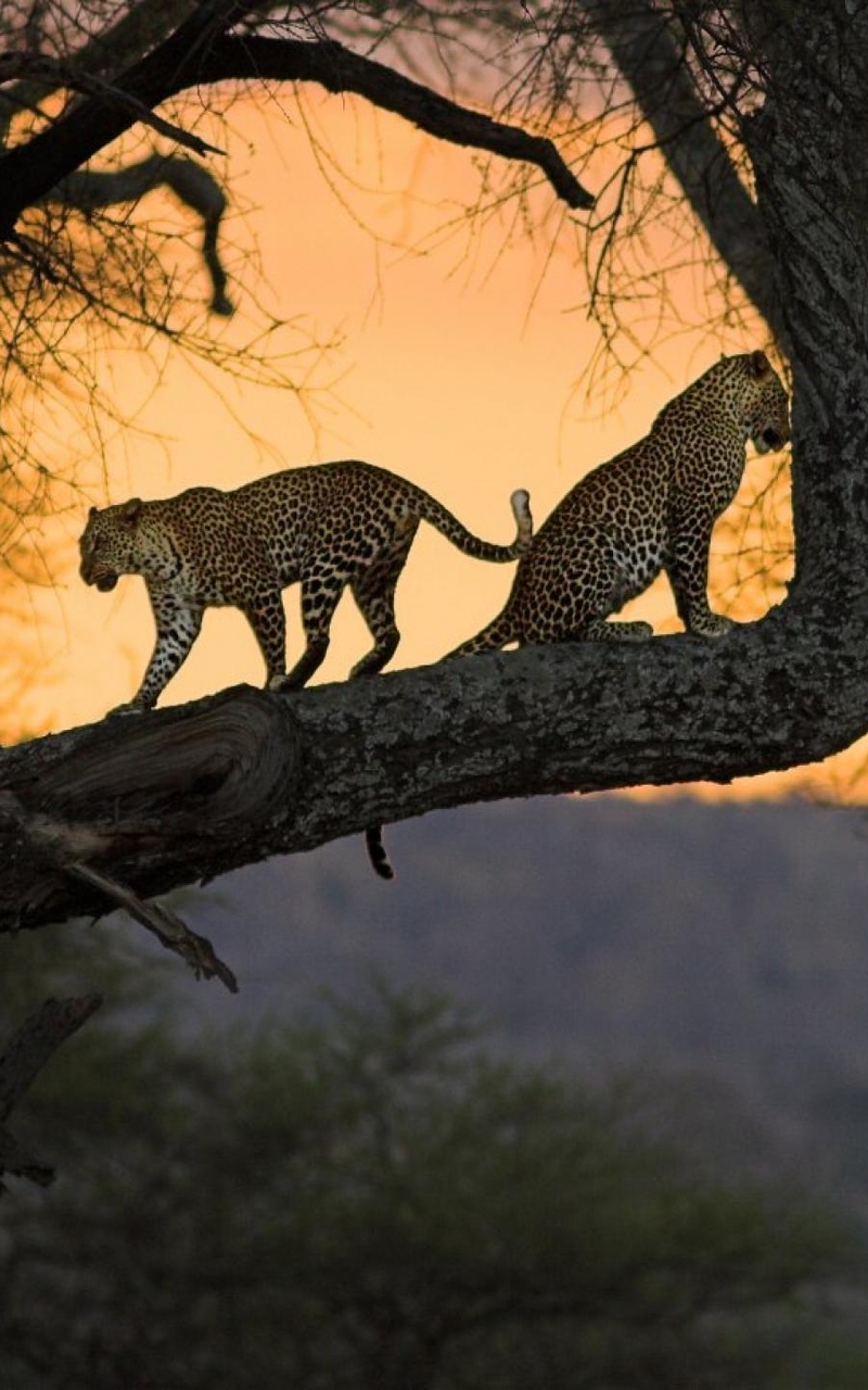 Image: Tree, Africa, leopard, cats, nature, sunset