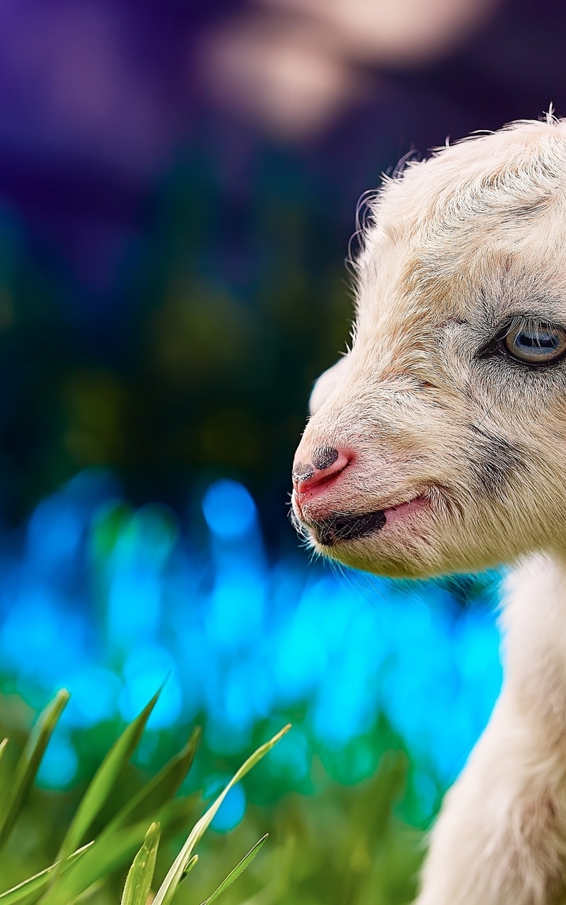 Image: Goat, calf, white, small, eyes, grass, bokeh