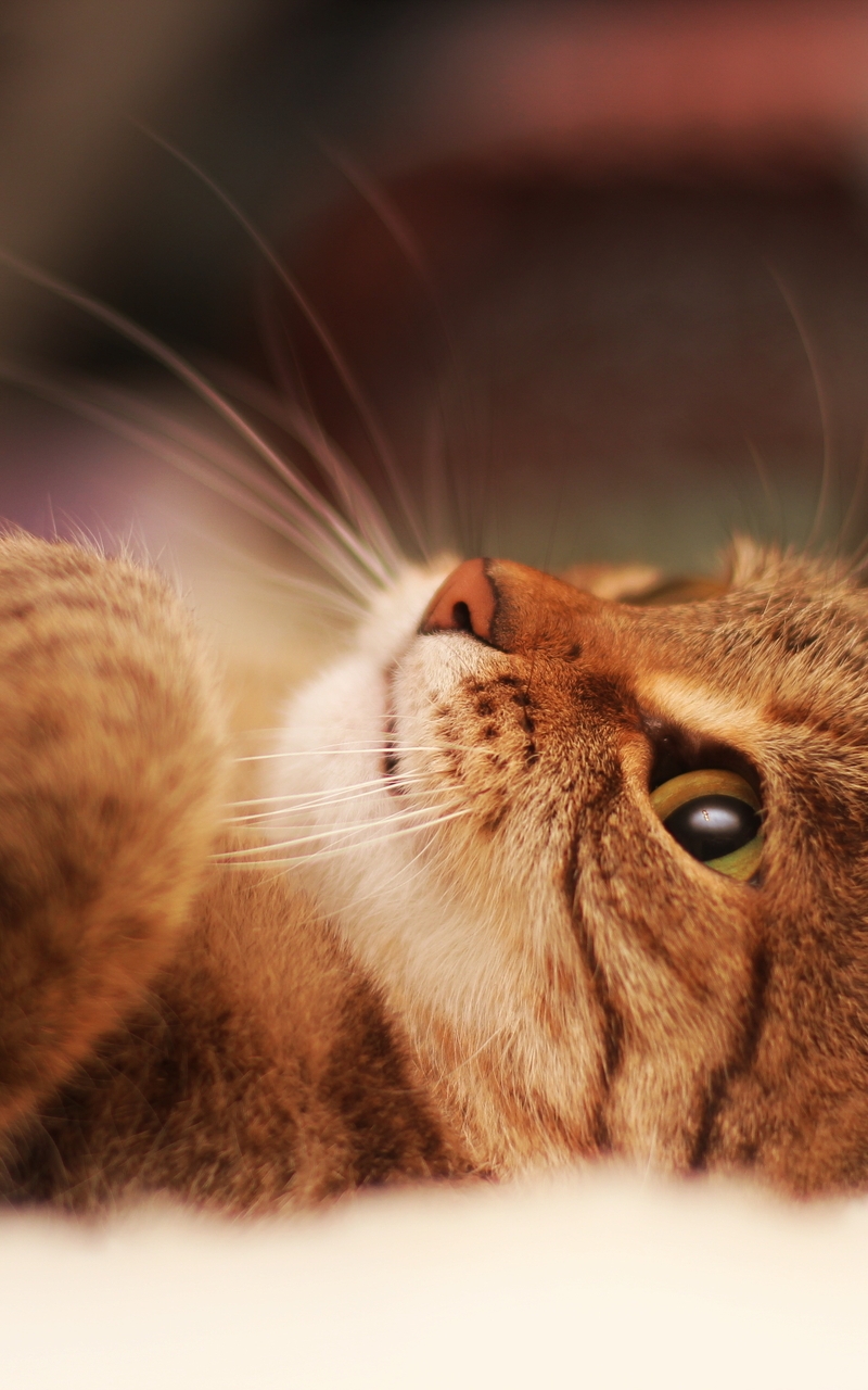 Image: Kitten, lying, paws, whiskers, eyes