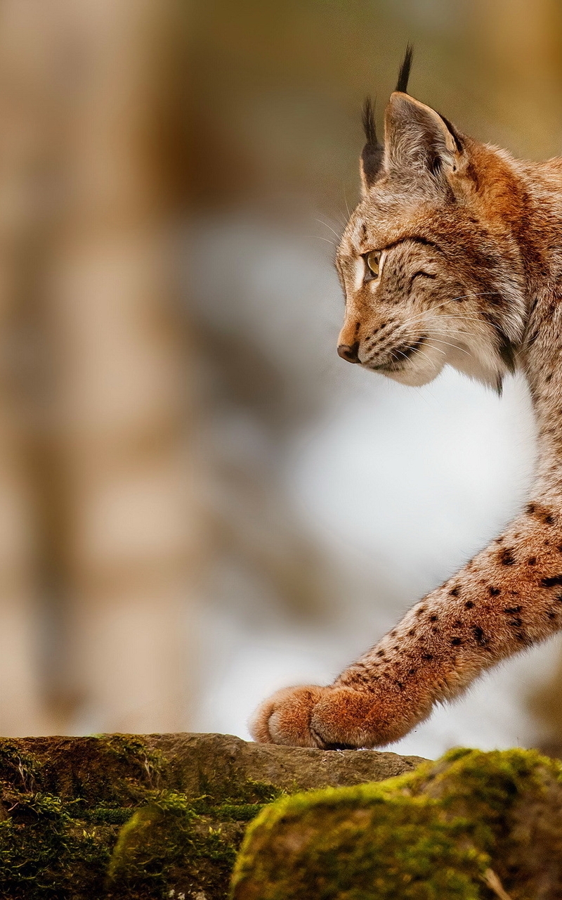 Image: Lynx, goes, predator, stones