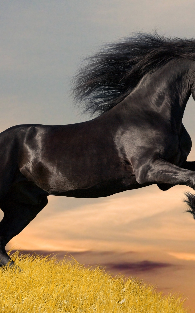 Image: Horse, black, mane, shine, field, grass, stallion