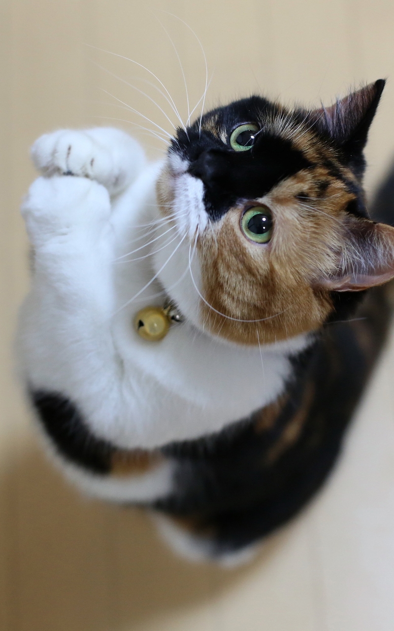 Image: Cat, mooch, green eyes, whiskers, paws