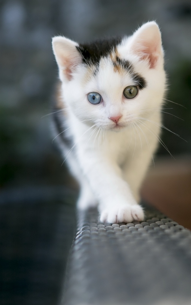 Картинка: Котёнок, трёхцветный, лапа, глаза, усы, шерсть, идёт, высота