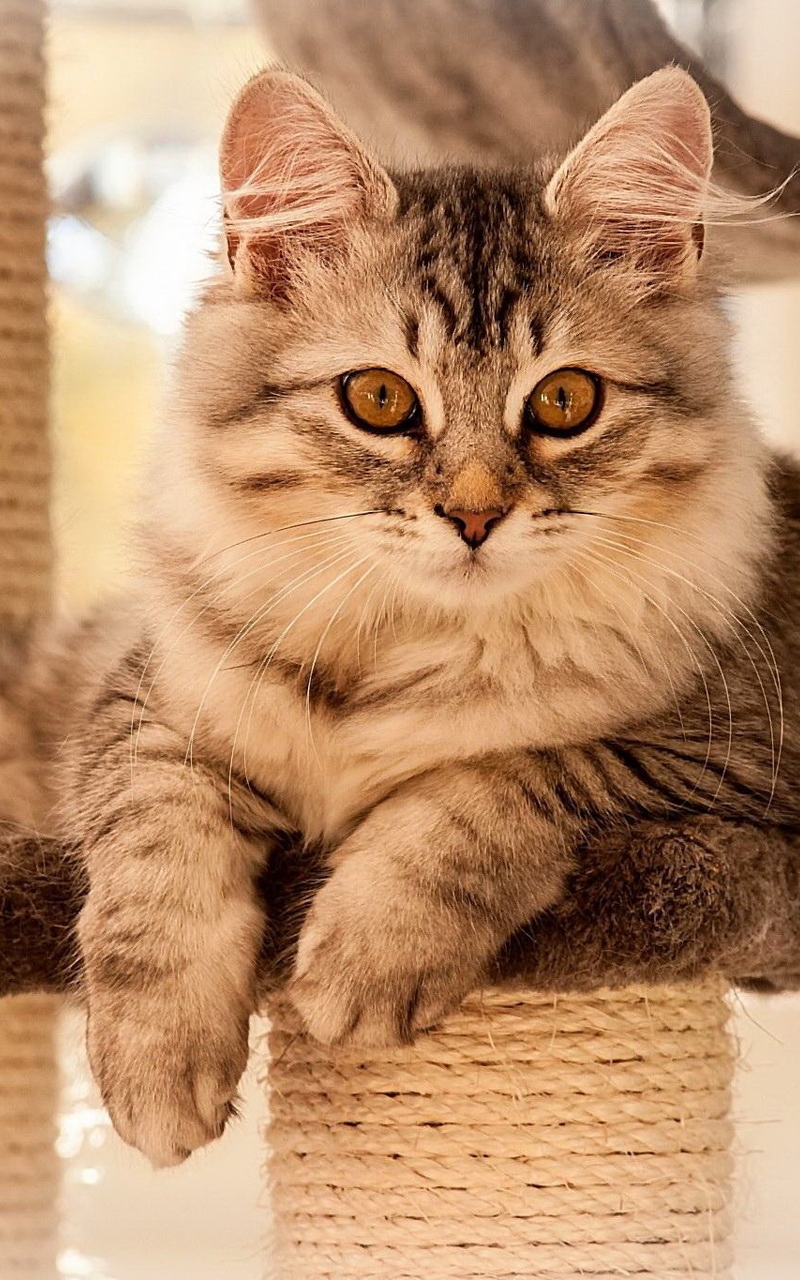 Image: Cat, fluffy, beautiful, cute, lying, scratching post