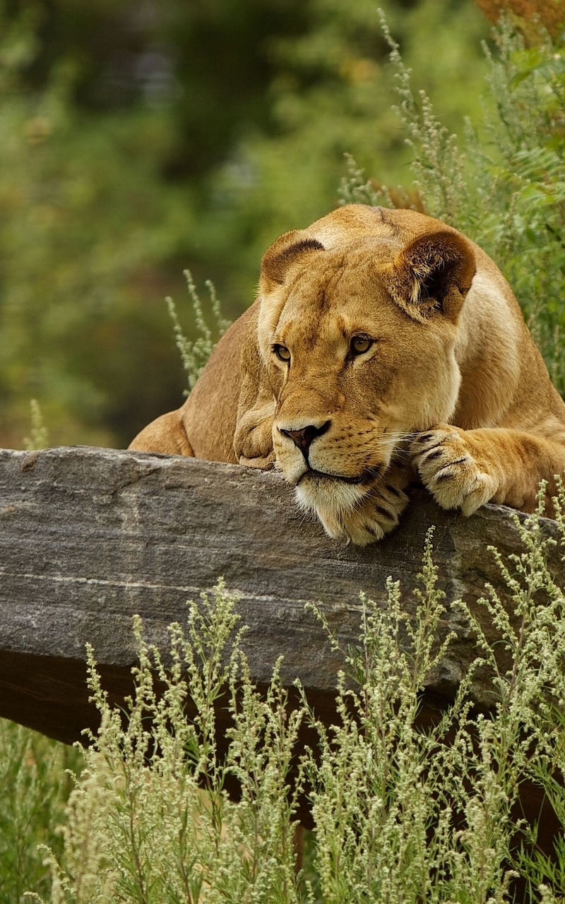Image: Lioness, look, eyes, watching, lies, cat, muzzle, predator, stone, greens