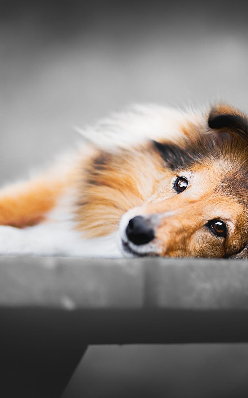 Image: Dog, lies, breed, muzzle, bench